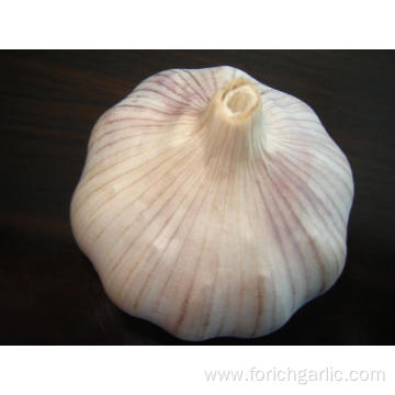 Different Sizes of Jinxiang Normal White Garlic